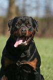 ROTTWEILER 617